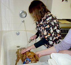 Dody giving a medicated bath